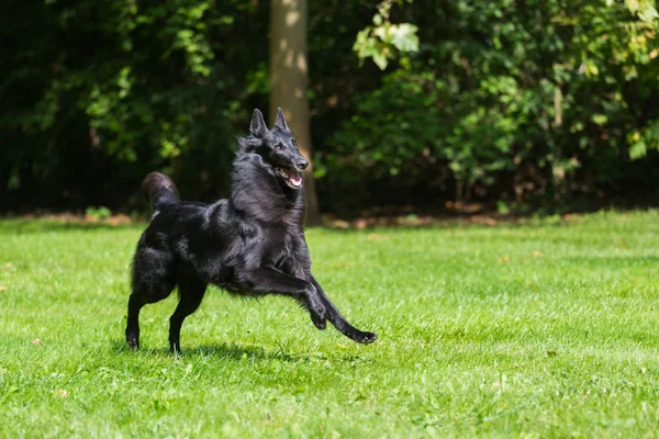 Schönen Spaß groenendael Hundewelpen warten. Schwarzer belgischer Schäferhund groenendael Herbst Portrait — Stockfoto