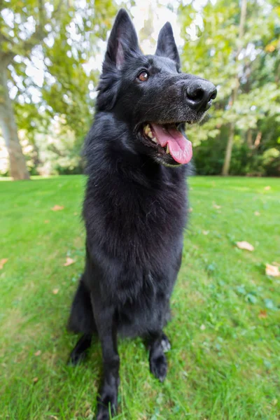 Hermosa diversión Groenendael cachorro de perro esperando. Negro pastor belga Groenendael retrato de otoño — Foto de Stock