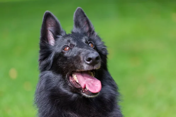 Vackra roliga Groenendael hund valp väntar. Svart belgisk vallhund Groenendael hösten porträtt — Stockfoto