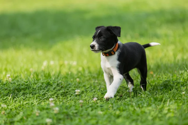 Leuk en schattig Bordercollie puppy spelen in het park. Mooi groen gazon, het groene gras achtergrond. — Stockfoto