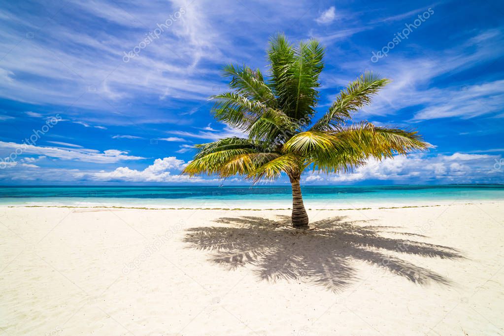 One beautiful palm tree on tropical beach background. Exotic landscape banner template