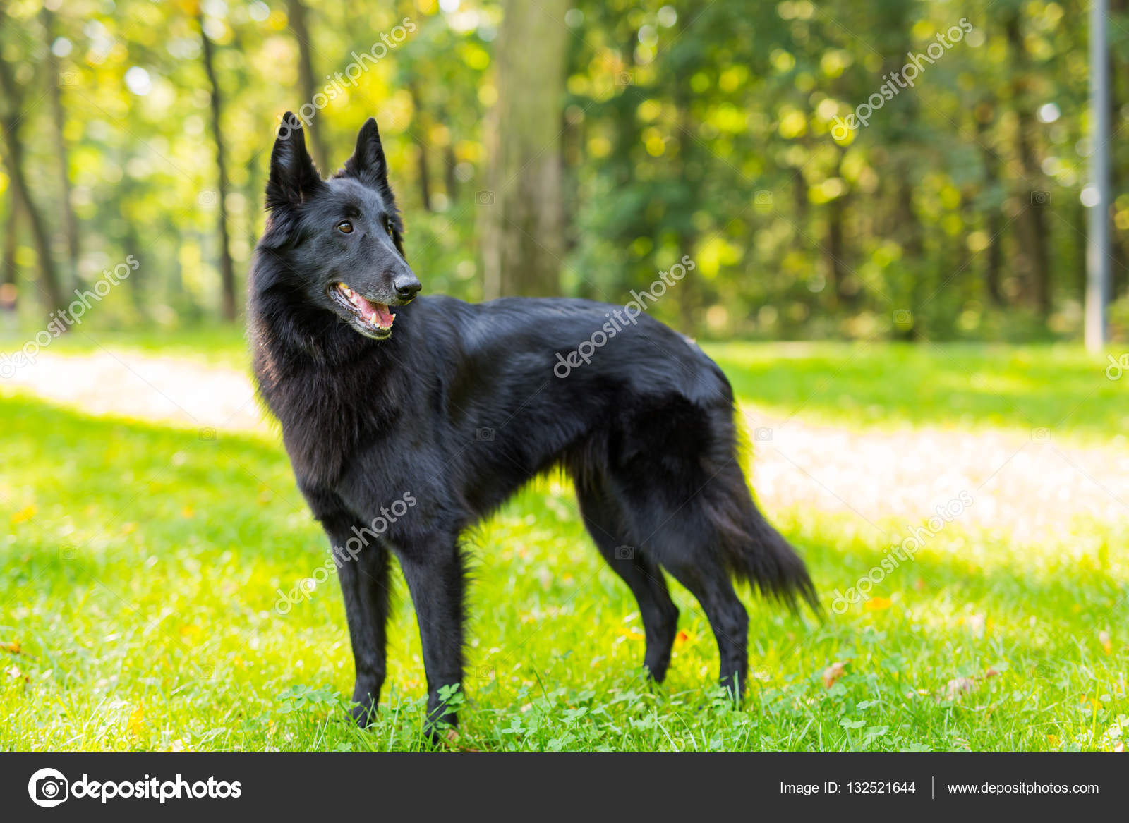 Vackra roliga Groenendael hund valp väntar. Svart belgisk vallhund