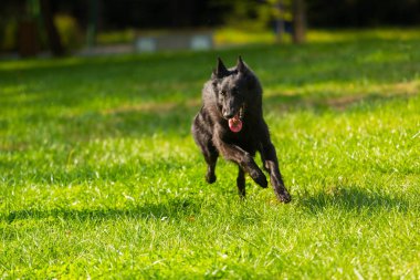 Güzel eğlenceli Groenendael köpek köpek yavrusu bekliyor. Siyah Belçika çoban Groenendael açık havada dikey