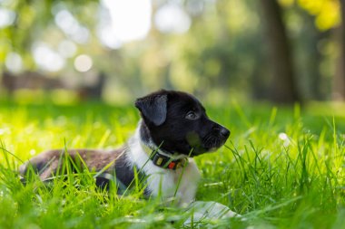 Parkta oynayan sevimli ve şirin kenar kömür ocağı köpek yavrusu. Güzel yeşil Bahçe, yeşil çimen arka plan.