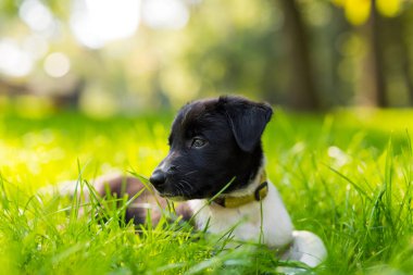 Parkta oynayan sevimli ve şirin kenar kömür ocağı köpek yavrusu. Güzel yeşil Bahçe, yeşil çimen arka plan.