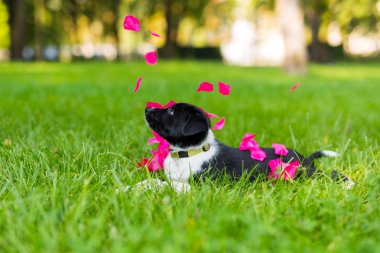 Parkta oynayan sevimli ve şirin kenar kömür ocağı köpek yavrusu. Güzel yeşil Bahçe, yeşil çimen arka plan.