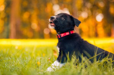 Parkta oynayan sevimli ve şirin kenar kömür ocağı köpek yavrusu. Güzel yeşil Bahçe, yeşil çimen arka plan.