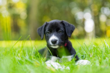 Parkta oynayan sevimli ve şirin kenar kömür ocağı köpek yavrusu. Güzel yeşil Bahçe, yeşil çimen arka plan.