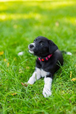 Parkta oynayan sevimli ve şirin kenar kömür ocağı köpek yavrusu. Güzel yeşil Bahçe, yeşil çimen arka plan.