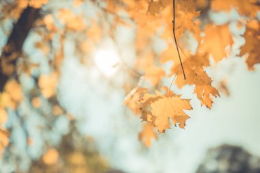 Sarı yaprakların günbatımı güzel arka plan doku. Sonbahar yaprak arka plan. Sonbaharın renkleri. Altın güneş ışığı ve rahatlatıcı ruh hali.
