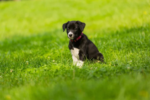Aranyos és imádnivaló Border Collie kiskutya játszik a parkban. Szép zöld gyep, zöld fű háttér. — Stock Fotó