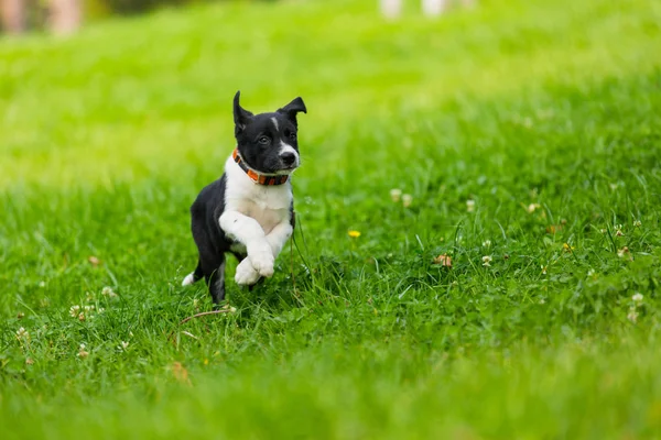 Aranyos és imádnivaló Border Collie kiskutya játszik a parkban. Szép zöld gyep, zöld fű háttér. — Stock Fotó