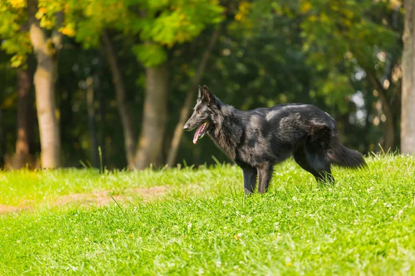 Hermosa diversión Groenendael cachorro de perro esperando. Negro pastor belga Groenendael Al aire libre Retrato —  Fotos de Stock