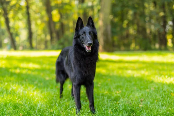 Beautiful fun Groenendael dog puppy waiting. Black Belgian Shepherd Groenendael Outdoors Portrait — Stock Photo, Image