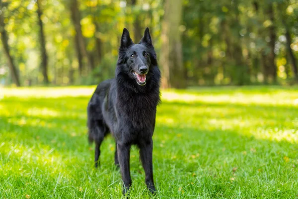 Mooie leuke Groenendael dog pup te wachten. Zwarte Belgische herder Groenendael herfst portret — Stockfoto