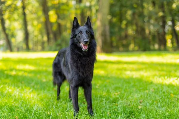 Güzel eğlenceli Groenendael köpek köpek yavrusu bekliyor. Siyah Belçika çoban Groenendael sonbahar portre — Stok fotoğraf