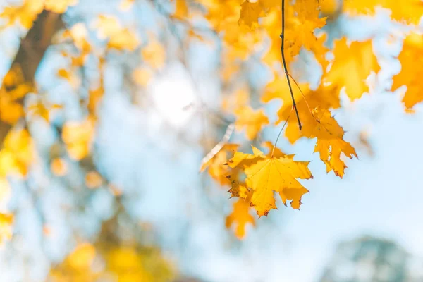 Πανέμορφο φόντο υφή του κίτρινα φύλλα στο ηλιοβασίλεμα. Φθινοπωρινό φύλλο φόντο. Χρώματα του φθινοπώρου. Χρυσό φως του ήλιου και χαλαρωτική διάθεση. — Φωτογραφία Αρχείου