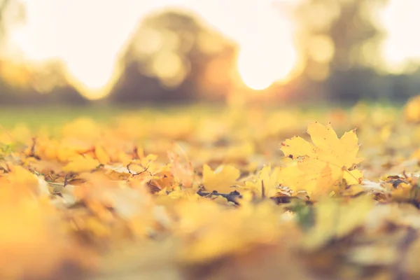 Bela textura de fundo de folhas amarelas ao pôr do sol. Fundo da folha de outono. Cores do outono. Luz solar dourada e humor relaxante . — Fotografia de Stock
