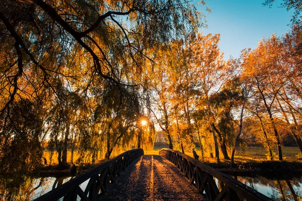 Güzel sonbahar manzara. Sonbahar ağaçlar, yapraklar bir ahşap köprü ile. Golden sunset ve güneş ışığı ile yumuşak sonbahar renk, sonbahar ağaç ve siluet. — Stok fotoğraf