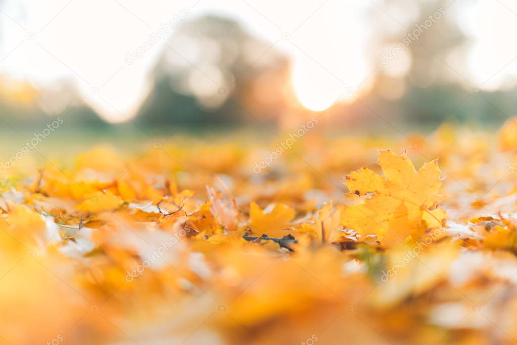 Beautiful background texture of yellow leaves in sunset. Autumn leaf background. Colors of autumn. Golden sunlight and relaxing mood.