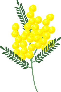 Mimoza, çizim