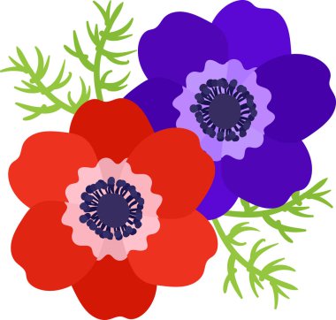 Anemon çiçeği resmi