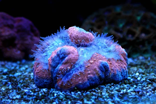 Lobophyllia lps Koralle — Stockfoto