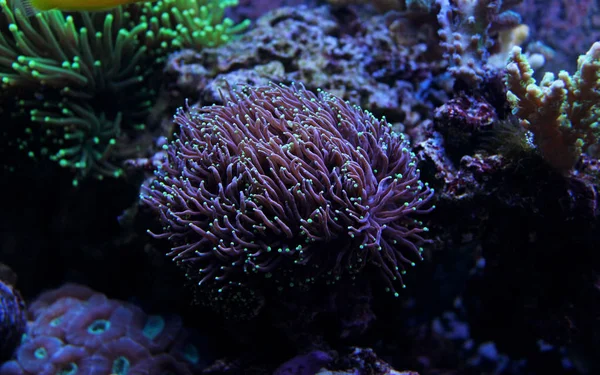 火炬珊瑚在水族箱中 — 图库照片