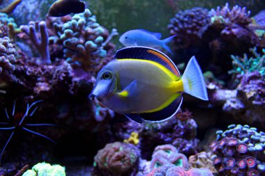 Toz Brown Tang (Acanthurus japonicus)