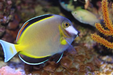 Toz Brown Tang (Acanthurus japonicus)