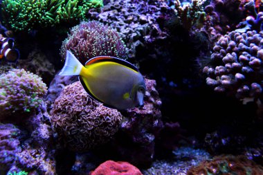 Toz Brown Tang (Acanthurus japonicus)