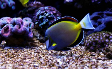 Powder Brown Tang (Acanthurus japonicus) clipart