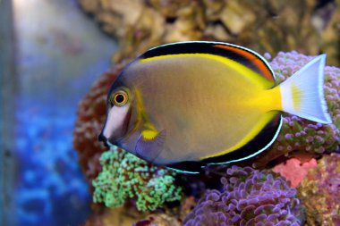 Toz Brown Tang (Acanthurus japonicus)