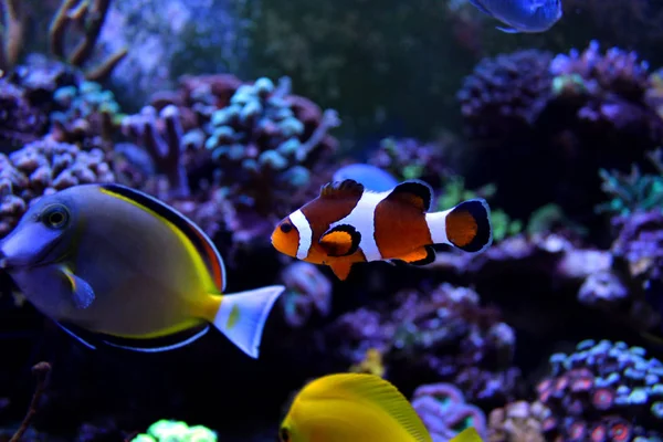 Ocellaris palyaço balığı - Nemo — Stok fotoğraf