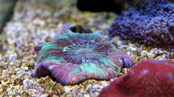 Offenes Gehirn (Trachyphyllia radiata)) — Stockfoto