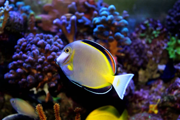 Powder Brown Tang (Acanthurus japonicus) — Stock Photo, Image