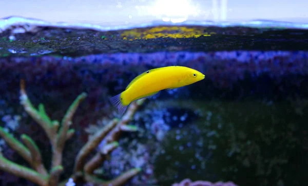 Žlutá ryba pyskoun (Halichoeres chrysus) — Stock fotografie