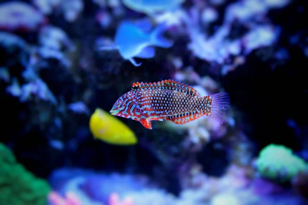 Leopard Wrasse i Marine Aquarium Tank — Stockfoto