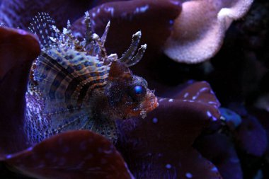 Cüce Lionfish (Dendrochirus brachypterus)