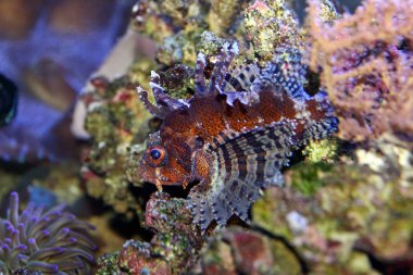 Cüce Lionfish (Dendrochirus brachypterus)