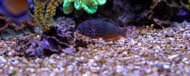 Leopar Wrasse Deniz Akvaryumu tank