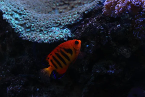 Φλόγα Angelfish (Centropyge loricula) — Φωτογραφία Αρχείου