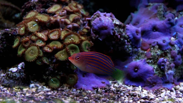 Seis líneas Wrasse (Pseudocheilinus hexataenia ) — Foto de Stock