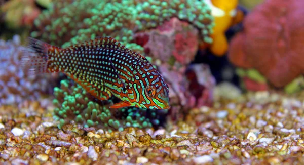 Leopard Wrasse i Marine Aquarium Tank — Stockfoto