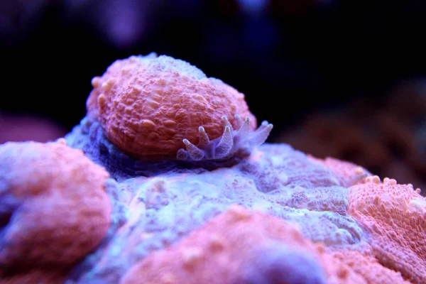 Makro auf lobophyllia lps Korallen — Stockfoto