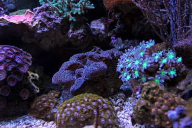 Maxima Clam mor (Tridacna maxima)