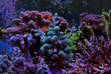Neon yeşil Stylophora Sps mercan