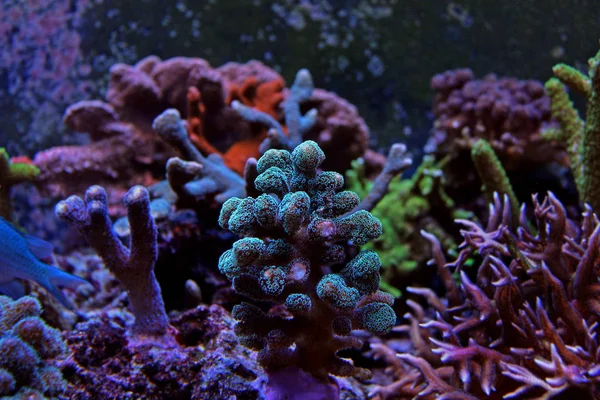 Neon zöld Stylophora Sps Coral — Stock Fotó