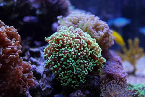 Ultra green euphyllia coral — Stock Photo, Image