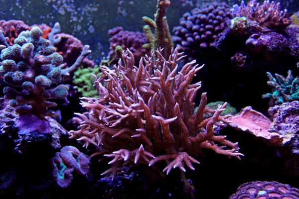 Ultra pembe Sps mercan